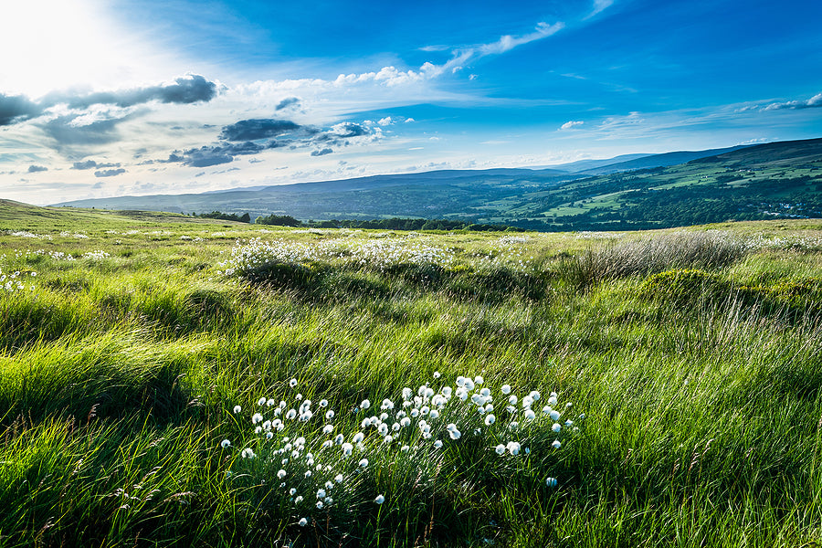 Head For The Country This Summer