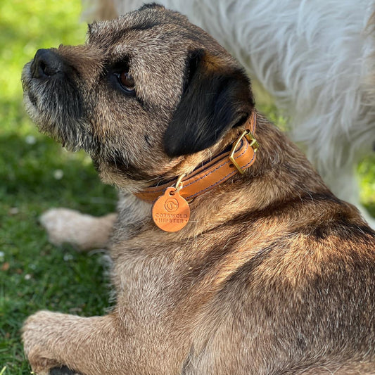 Border Terrier wearing Tan & Marine handmade leather dog collar, made by Cotswold Hipster