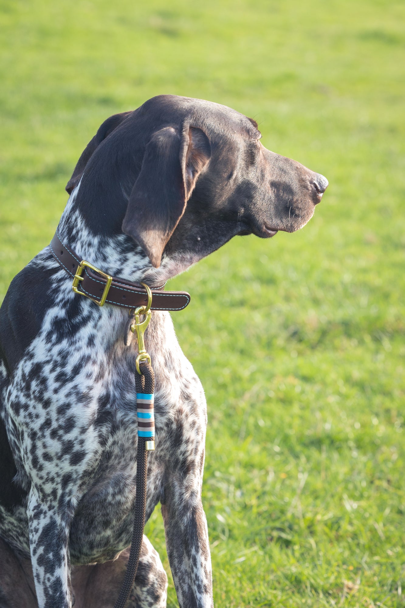 Leather and felt dog collar - Chocolate and cornflower