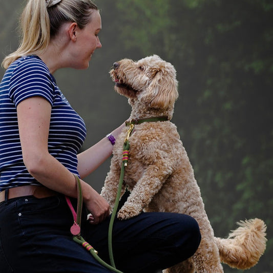 Cockapoo wearing Olive & Raspberry handmade leather dog collar with matching lead, made by Cotswold Hipster