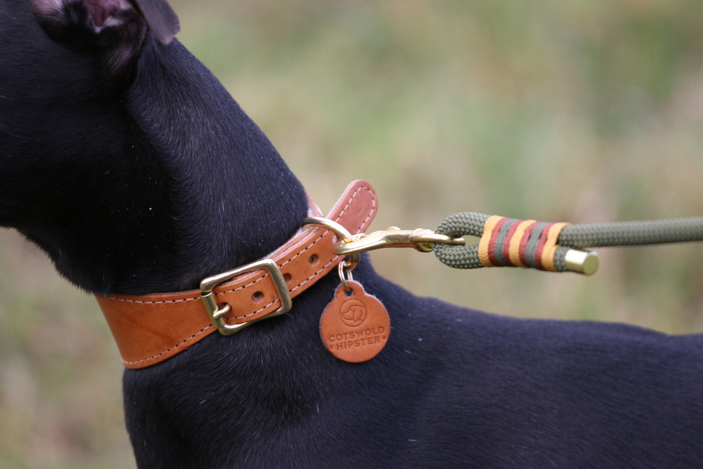 Detail of solid brass buckle and leatherwork on a medium tan and natural sighthound collar worn by a black whippet.