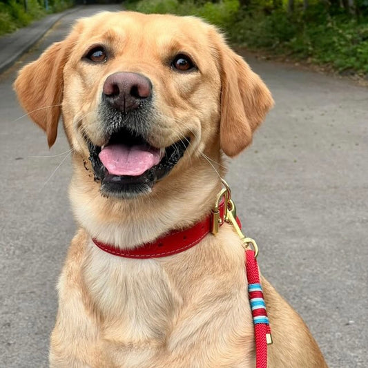 Large Poppy and Sky handmade dog collar on Golden Labrador, showcasing fit and style, made in the Cotswolds by Cotswold Hipster