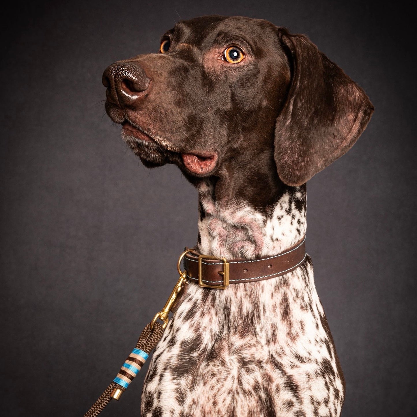 GSP wearing Chocolate & Cornflower leather dog collar with Cornflower Blue felt lining and stitching, paired with matching leather and felt lead, handmade in the Cotswolds by Cotswold Hipster