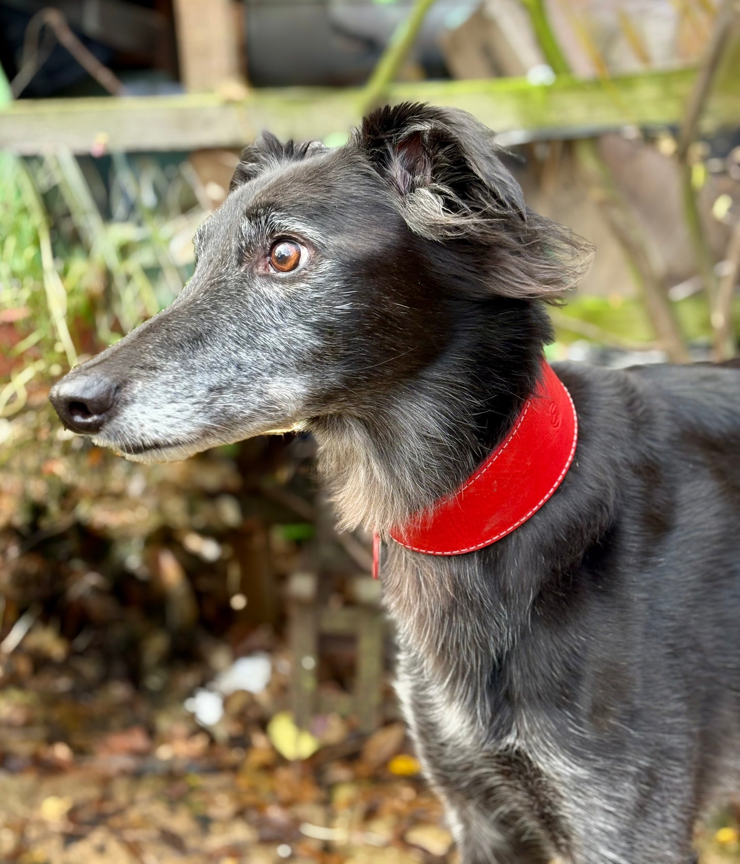 Grey lurcher wearing large leather and felt sighthound collar in poppy and sky