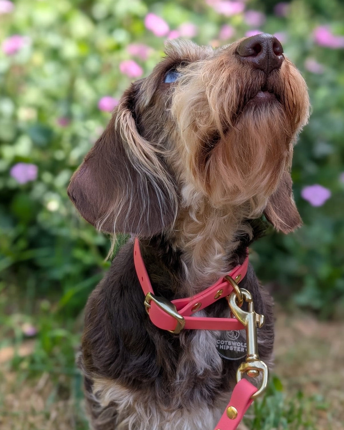 Close-up of a wire-haired dachshund wearing a Coral BioThane® dog collar, handcrafted in the Cotswolds.