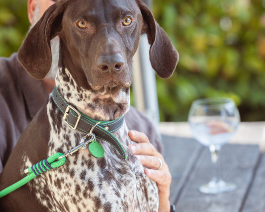 Dog wearing handmade navy leather dog collar and matching lead with emerald detailing from the Summer Fair Collection