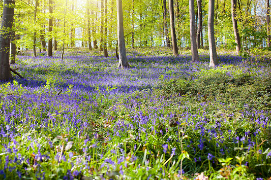 Bluebell-Woods-Woodland