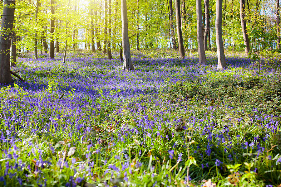 7 Spring Walks To See Bluebells