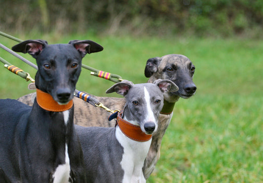 Why We Finally Made a Sighthound Collar