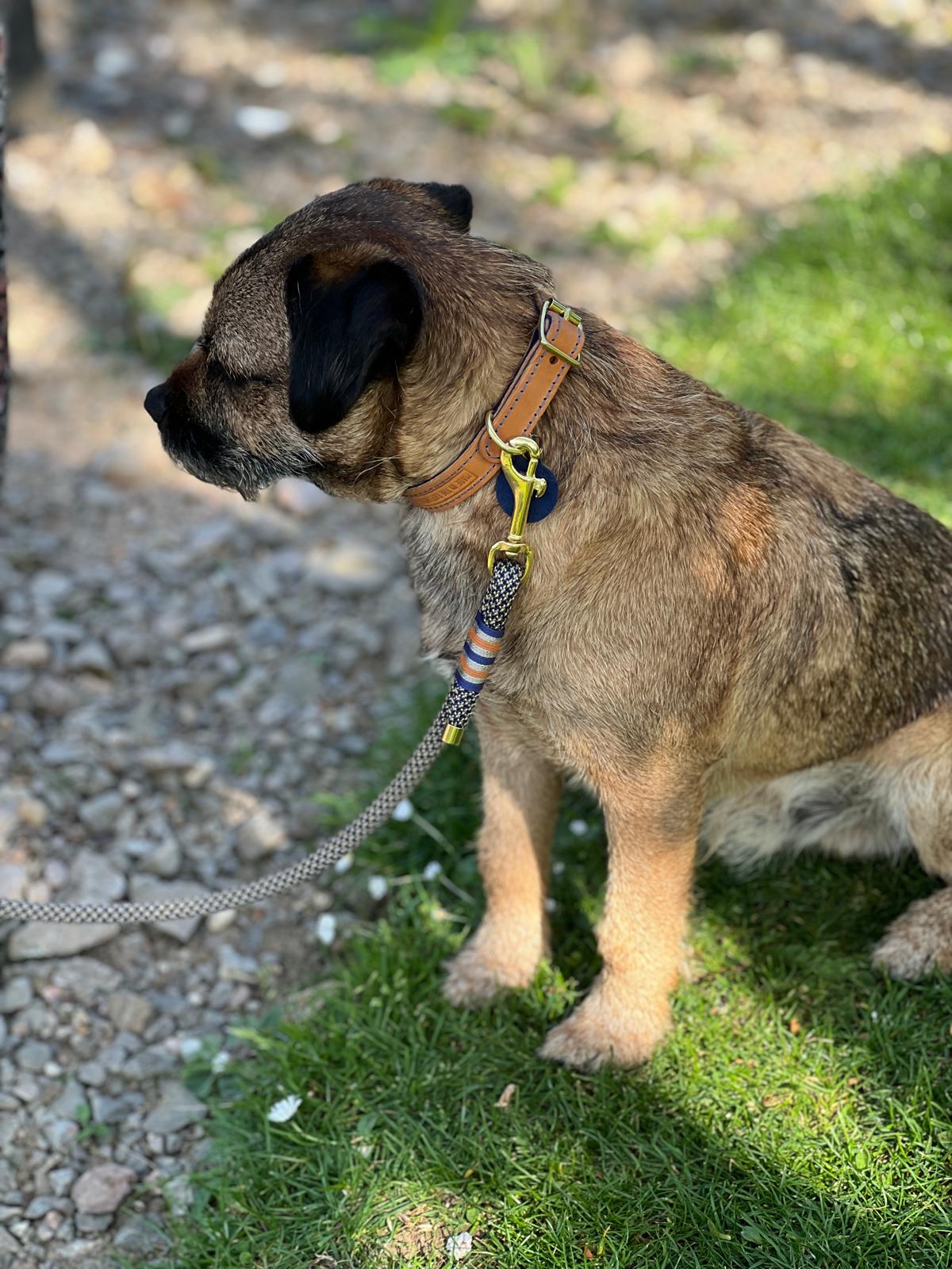 Dog Collars