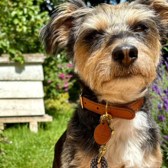Small Yorkshire Terrier wearing Tan & Marine handmade leather dog collar with matching lead, made by Cotswold Hipster