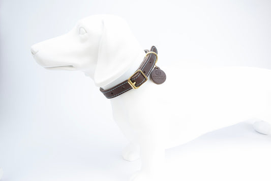 Chocolate Brown leather dog collar with Cornflower Blue felt lining and stitching, shown on small dog mannequin, handmade in the Cotswolds by Cotswold Hipster