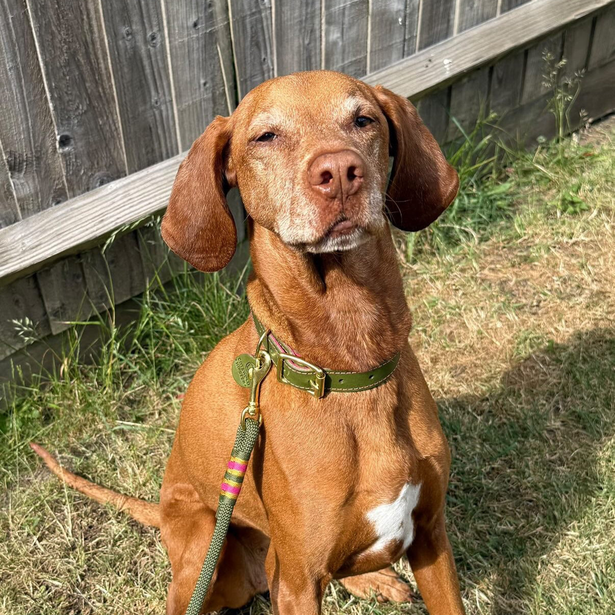Vizsla wearing Olive & Raspberry handmade leather dog collar with matching lead, made by Cotswold Hipster