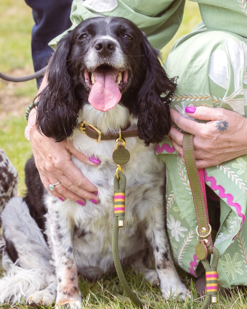 Sprocker Spaniel wearing Olive and Raspberry rope dog lead with matching leather and felt collar, handmade with solid brass hardware by Cotswold Hipster