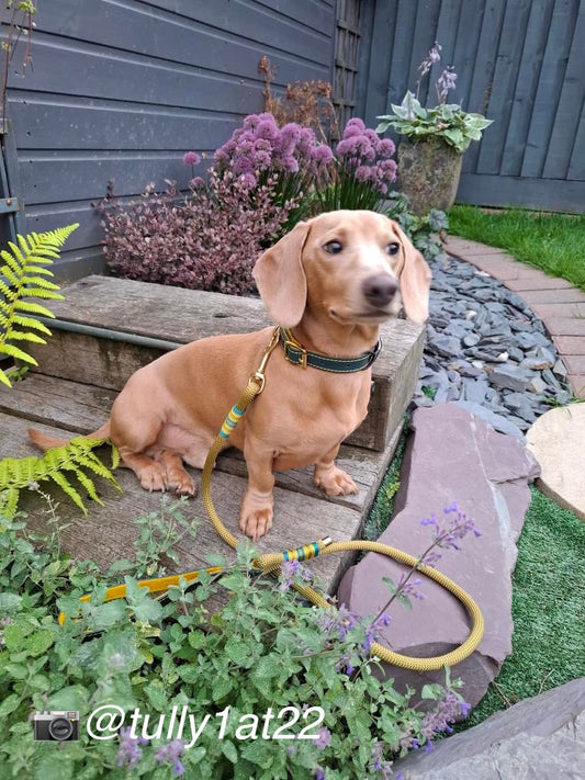 Teal and Mustard wool felt, leather dog collar and rope lead, soft Italian Leather, yellow stitching, yellow soft felt, Solid Brass buckle, dog safe, made in The Cotswolds, Hand made, Luxury dog collar