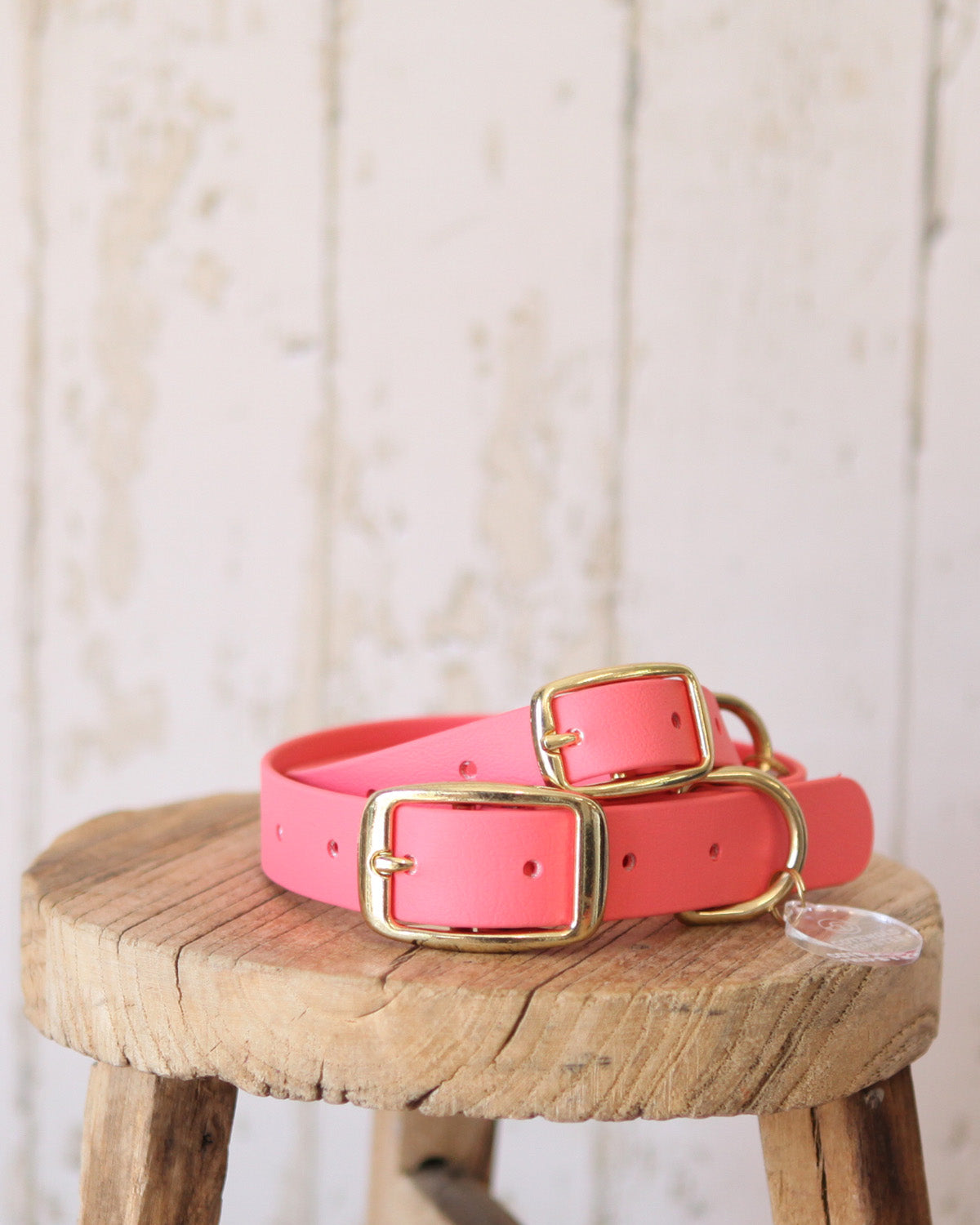 Medium and large Coral BioThane® dog collars shown together from the limited edition collection.