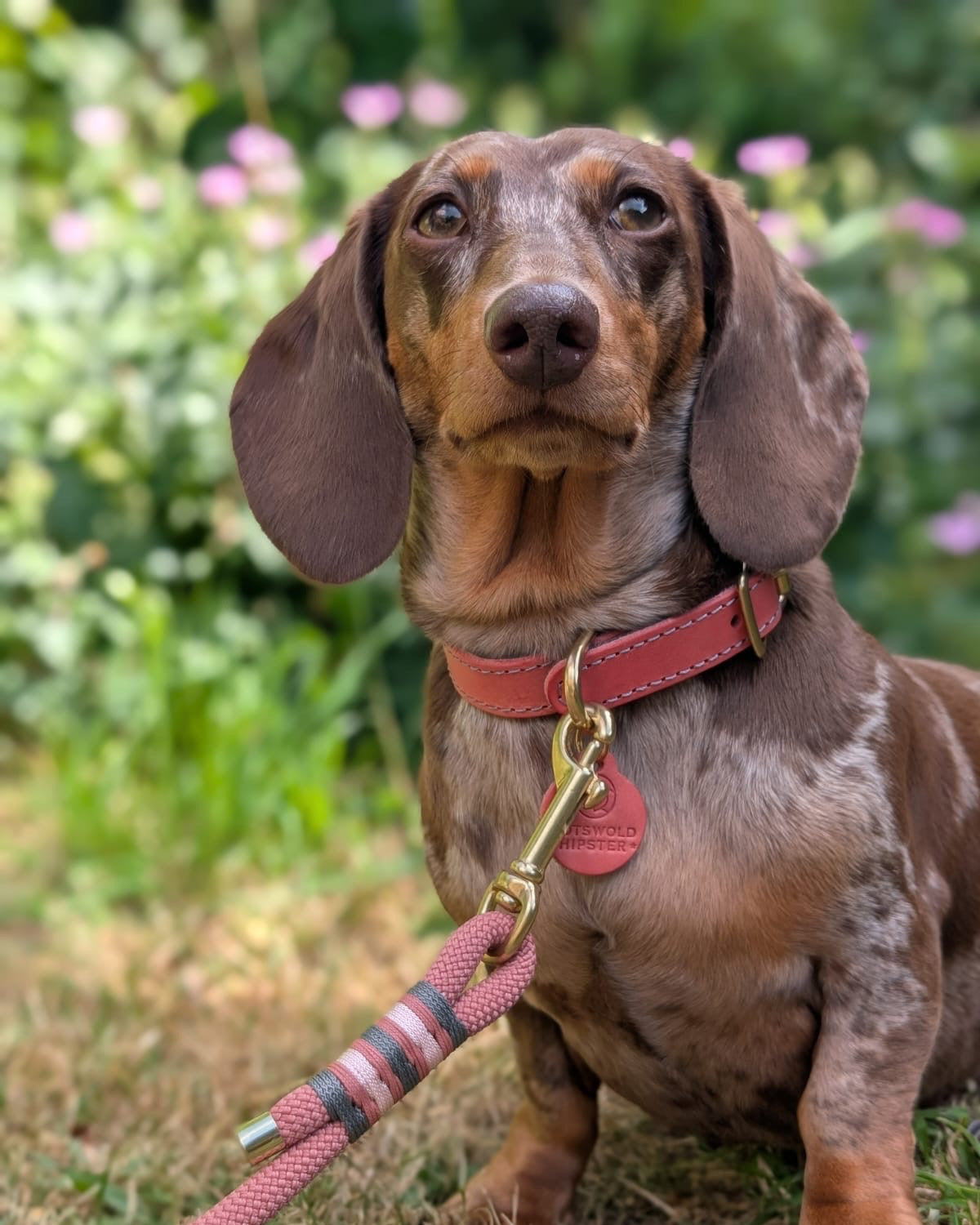 Dachshund wearing a Coral & Charcoal Limited Edition leather and felt dog collar, handcrafted in the Cotswolds.