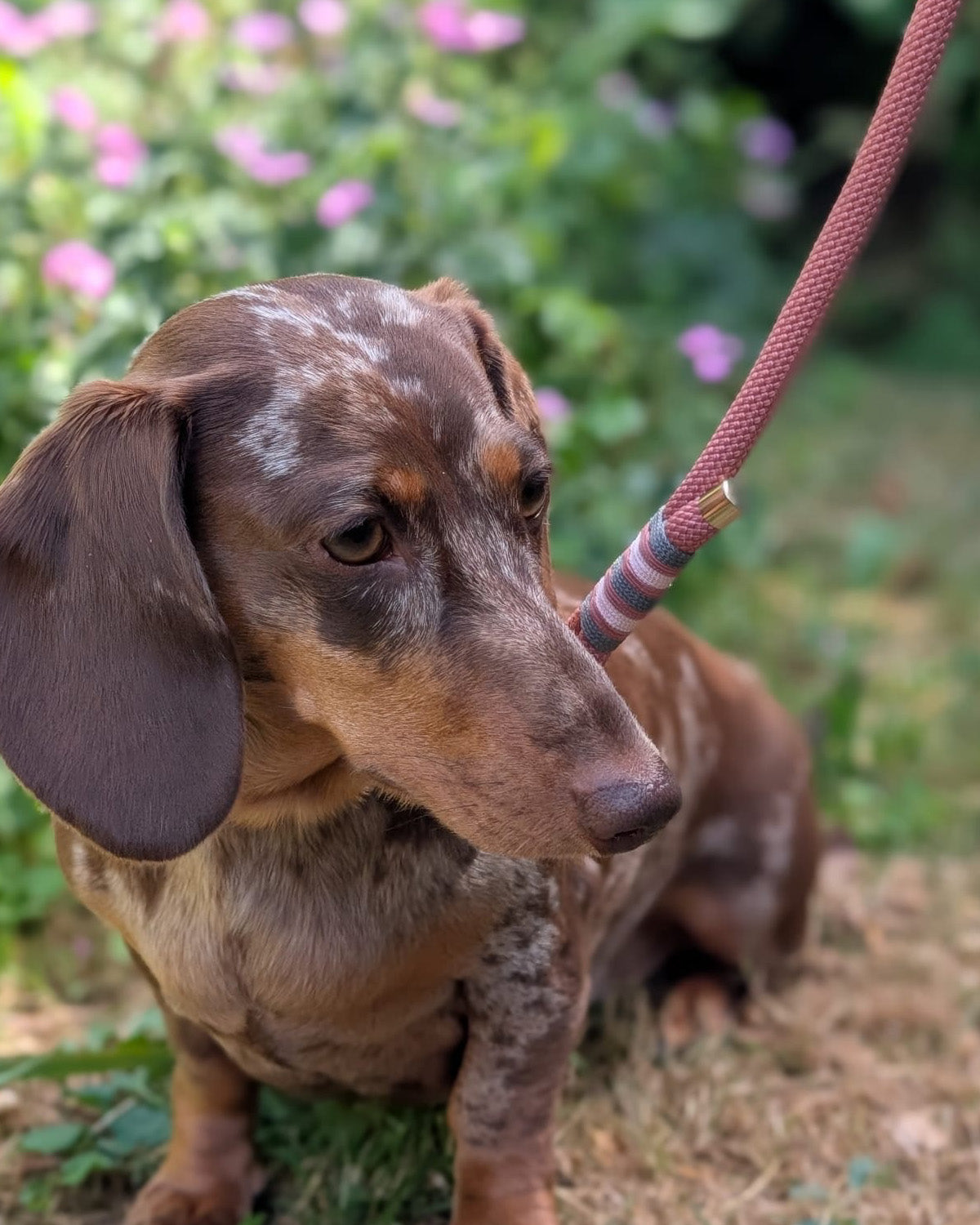 Dachshund with a Coral & Charcoal Limited Edition leather and rope dog lead, handcrafted in the Cotswolds.