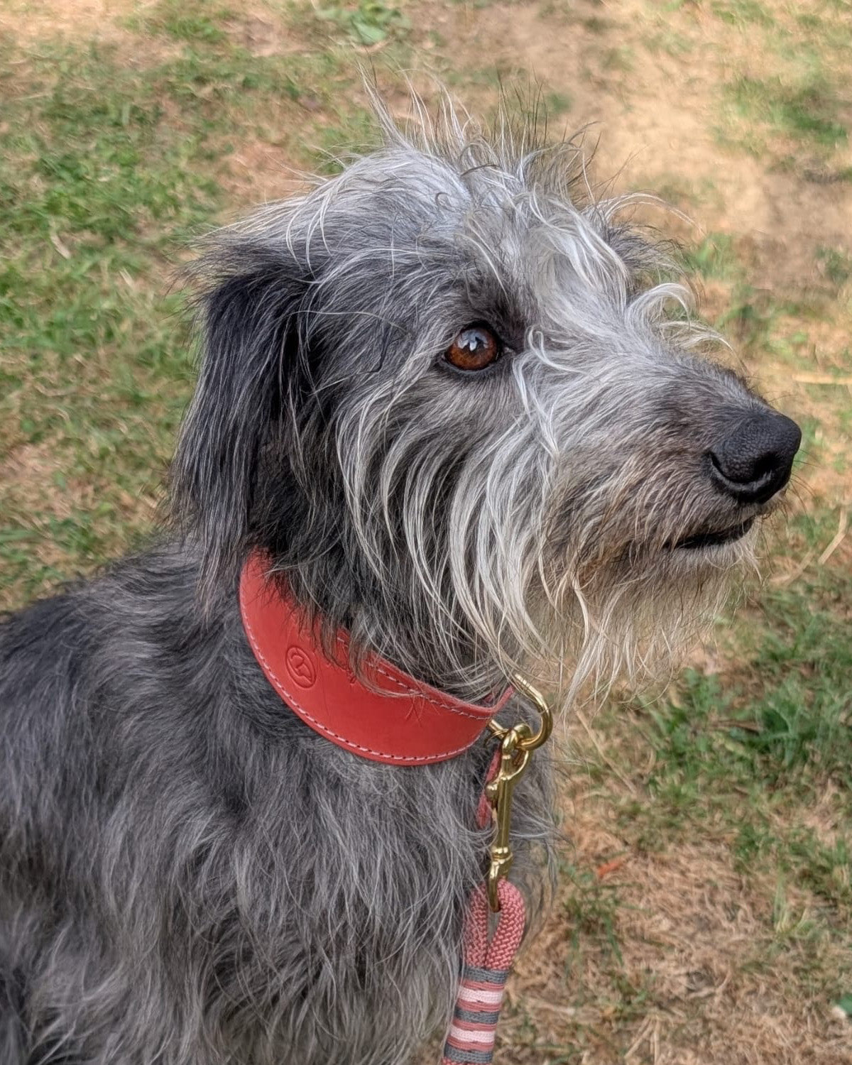 Close-up of a grey lurcher wearing a Coral & Charcoal Limited Edition leather and felt sighthound collar, handcrafted in the Cotswolds.