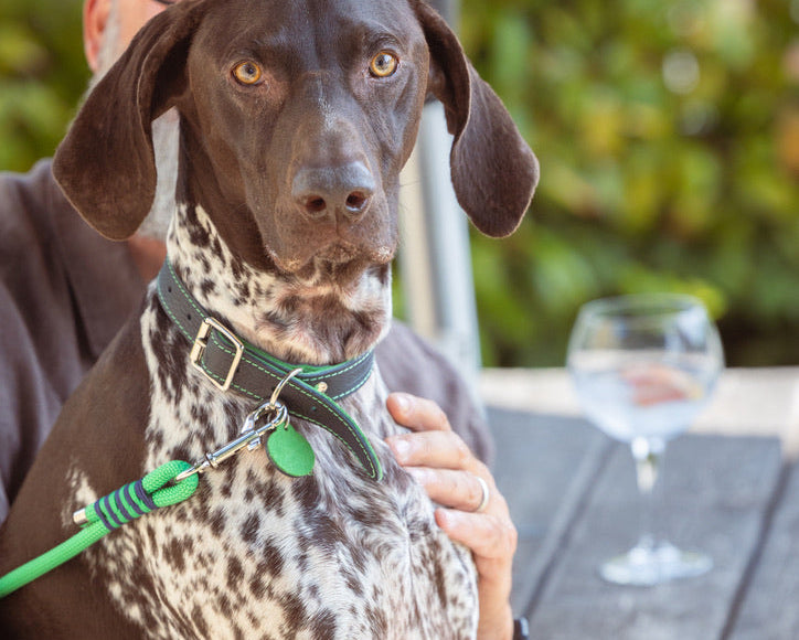 Dog wearing handmade navy leather dog collar and matching lead with emerald detailing from the Summer Fair Collection